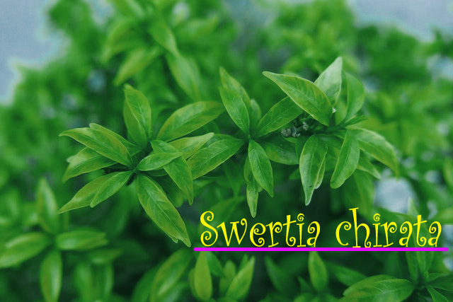 Swertia Chirata Herb: benefits and usage