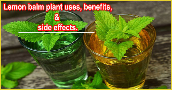 Lemon balm plant uses, benefits, and side effects