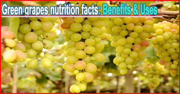 Green grapes nutrition facts: Benefits & Uses