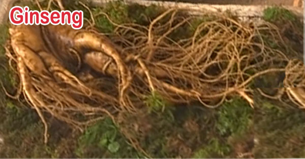 ginseng/herbs to increase blood flow to the penis