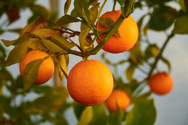 Orange Nutritional Value & Health Benefits